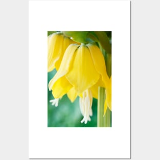 Fritillaria imperialis  &#39;Maxima Lutea&#39;  AGM  Crown imperia Posters and Art